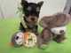 Gratis -kc probado juguete yorkshire terrier