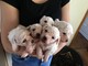 Gratis lovely bichon frize puppies para una casa encantadora