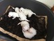 Gratis Lovely Bichon Frize Puppies Para una casa encantadora - Foto 2