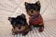 Gratis -lovely yorkshire terrier chica - Foto 1