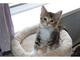 Gratis Maine coon gatitos gatitos - Foto 1