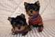 Gratis -pedigree hermosos cachorros de minatureyorkshire terrier - Foto 1