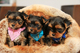 Gratis -pedigree yorkshire terrier cachorros-Cantabria - Foto 1