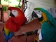 Gratis talkativo par de loros macaw azul y oro disponibles