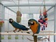Guacamayo hermoso y de discurso
