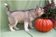 Hermosa grueso husky siberiano cachorros