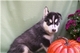 Husky Siberiano blancos nacional padres vista LOE - Foto 1