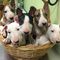 Impresiosnantes peques de bull terrier machos y hembras