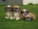 Loro hermoso de los perritos de Bichon Frise x SHIH TZU para la v - Foto 1