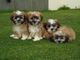 Loro hermoso de los perritos de bichon frise x shih tzu para la v