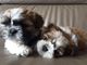 Loro hermoso de los perritos de SHIH TZU para la venta - Foto 1