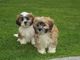 Lovish imperial shih tzu perritos parrot para la venta