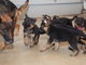 Machos y Hembras cachorros Pastor Aleman para adopcion - Foto 1