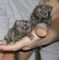 Mono marmota bebe
