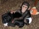 Monos adorables del chimpancé del bebé para la venta