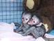 Monos capuchinos para cuidar familias