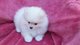 Perritos de pomeranian disponibles