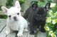 Perritos registrados del bulldog francés para la adopción
