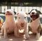Preciosos cachorros de bull terrier machitos y hembritas - Foto 1
