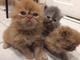 Preciosos gatitos persas de tres meses machos y hembras - Foto 1