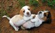 Regalo adorable beagle cachorros listo para