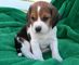 Regalo adorable beagle cachorros listo para