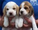 Regalo adorable beagle cachorros listo para - Foto 1