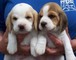 Regalo adorable beagle cachorros listo para