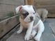 Regalo adorable cachorros bulldog francés - Foto 1