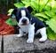 Regalo adorable cachorros bulldog francés - Foto 1