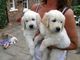 Regalo adorable cachorros labrador para nuevos hogares - Foto 1