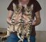 Regalo adorable gatos de bengala listos para ir - Foto 1