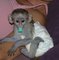 Regalo adorable monos capuchinos para casas nuevas - Foto 1