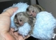 Regalo adorable monos de jabalí para casas nuevas - Foto 1