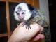 Regalo adorable monos de jabalí para casas nuevas - Foto 1
