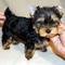 Regalo adorable yorkie cachorros para nuevos hogares