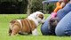 Regalo bulldog ingles cachorros - Foto 1