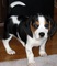 Regalo cachorros beagle macho y hembras - Foto 1