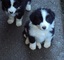 Regalo cachorros border collie macho y hembras