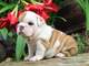 Regalo cachorros bulldog inglés