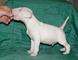 Regalo cachorros de bull terrier