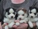 REGALO Cachorros de Husky siberiano masculino y femenino de la ca - Foto 1