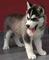 Regalo cachorros Husky para adopcion - Foto 1