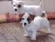 Regalo cachorros jack russell macho y hembras