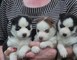 REGALO Cachorros lindos y adorables del husky siberiano - Foto 1