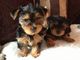 Regalo cachorros lindos yorkie listos para hogares de cuidado