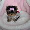 Regalo cachorros toy de yorkshire terrier mini para adopcion
