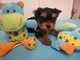 Regalo cachorros yorkshire terrier tenemos