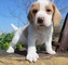 Regalo dulce beagle cachorros para usted