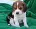 Regalo dulce beagle cachorros para usted